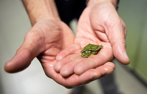 Men's hands holding a North American pond slider