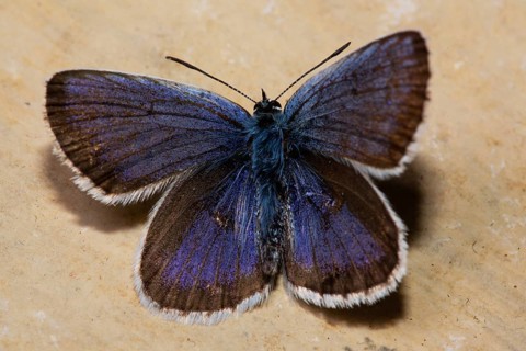 Silver-studded blue