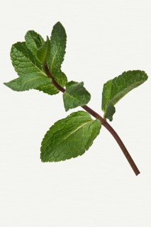 Branch of pepper mint isolated on white background