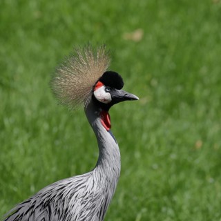 Black crowned crane