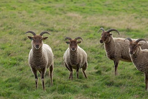 Jacob Sheep