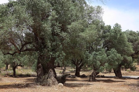 Old olive trees