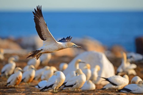 Cape Gannet