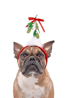 Cute French Bulldog dog wearing Christmas mistletoe headband in front of white background