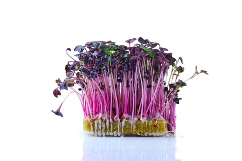 Fresh microgreens. Sprouts of sango radish isolated on white background