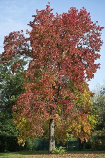 Sweetgum