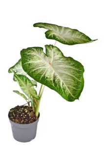 Exotic 'Caladium Aaron' houseplant with large white and green leaves in flower pot isolated on white background