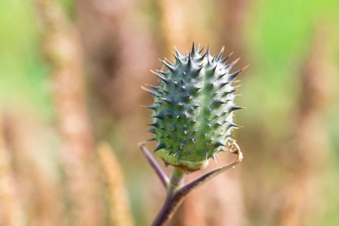 Jimson weed