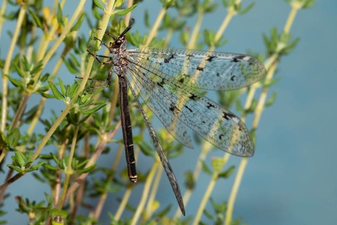 Spotted Ant Damselfly with open wings hanging on green stalks looking left against blue sky