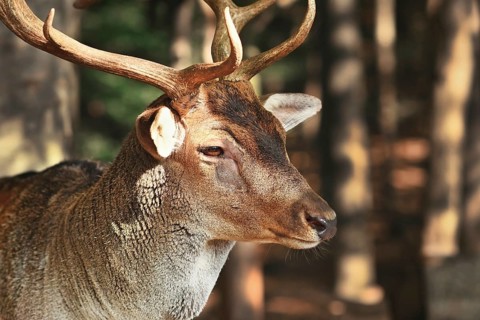 European fallow deer with sickness around eye showing bald furless patch