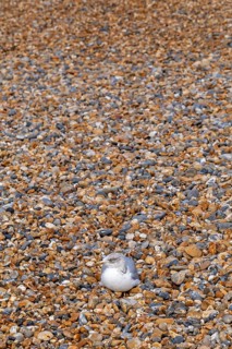 Seagull