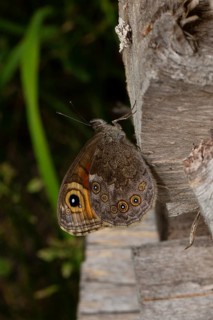 Brown-eyed butterfly with closed wings sitting on tree trunk right looking up
