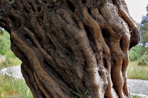 Tree trunk of an old olive tree
