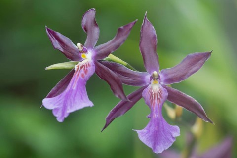 Orchid
