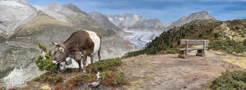 Cow grazing