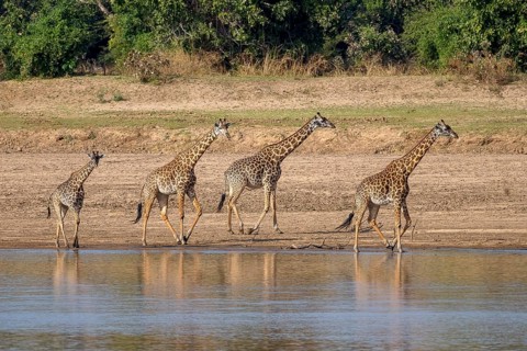 Rhodesian giraffe