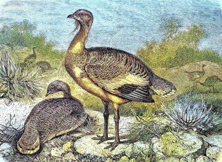 Great Bustard