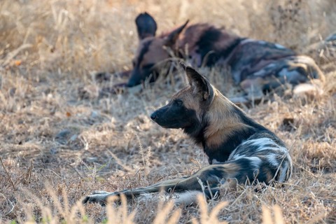 African wild dog