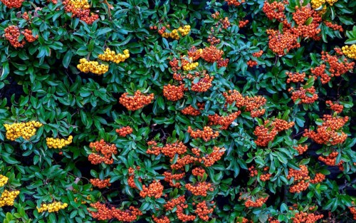 Hedge of firethorn