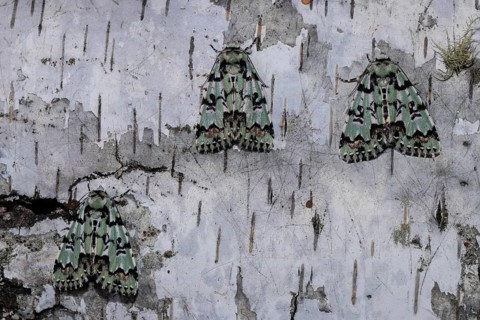 Celadon owl three moths sitting next to each other on a tree trunk seeing different from behind