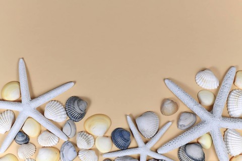 Sea background with starfish and seashells in white and cream yellow color on light beige background with blank copy space