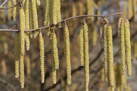 Turkish hazel