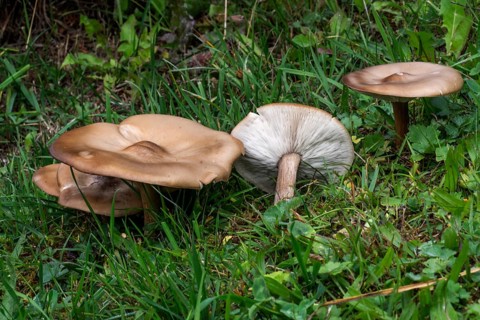 Short-stalked soft-bodied mushroom