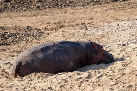 Hippopotamus