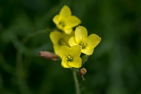 Flowers of the annual wall-rocket