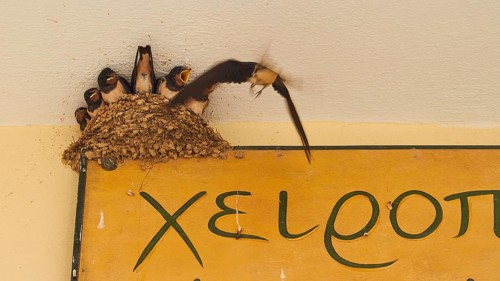 Swallow nest