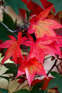 Fan maple ornamental form Osakazuki