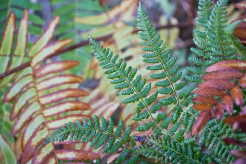 Royal fern