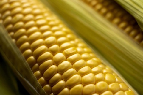 Fresh corn composition close up