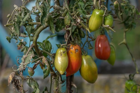 Tomatoes ripening in a garden in late summer. France
