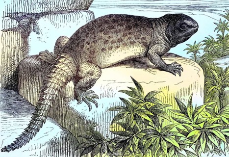 Decorated spiny-tailed dragon