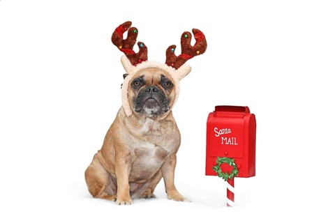 French Bulldog dog with Christmas reindeer antlers next to Santa mail box on white background