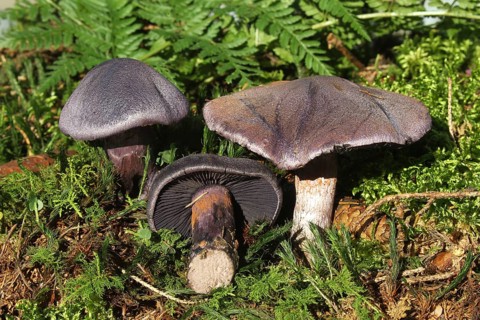 Violet webcap