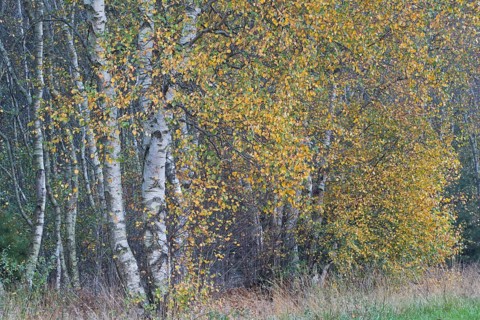 Warty birch