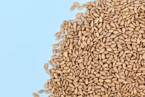 Sunflower seeds on blue background with copy space