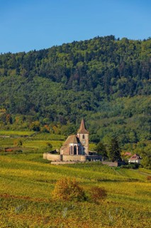 Autumn vineyards in Alsace