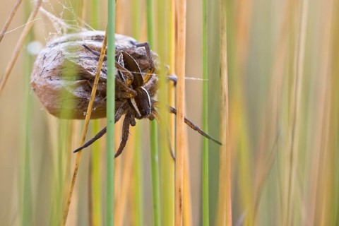 Raft spider