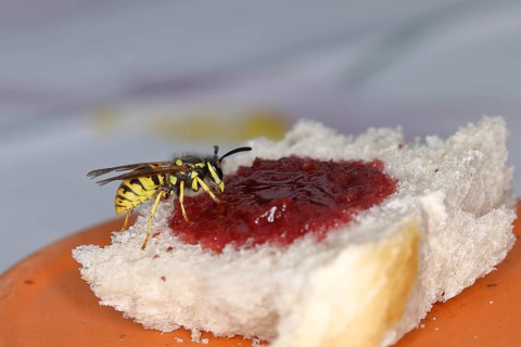 German wasp