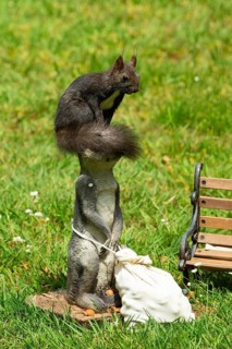 Squirrel sitting on meerkat next to feed bag in green grass looking right