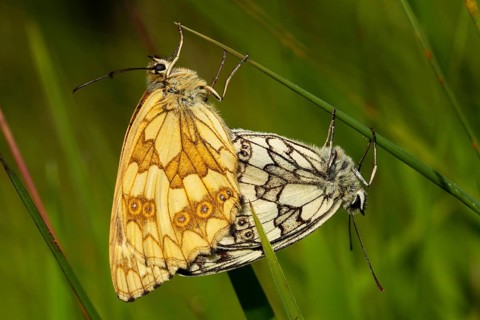 Marbled white two moths mating hanging on a stalk looking different