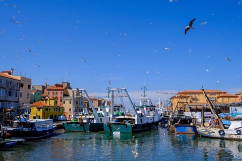 Seagulls over a fishing boat
