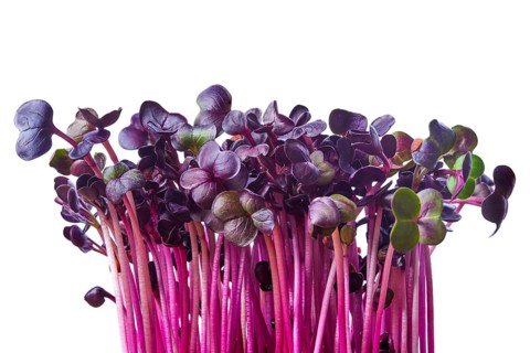 Fresh purple radish sprouts isolated on white. Microgreens