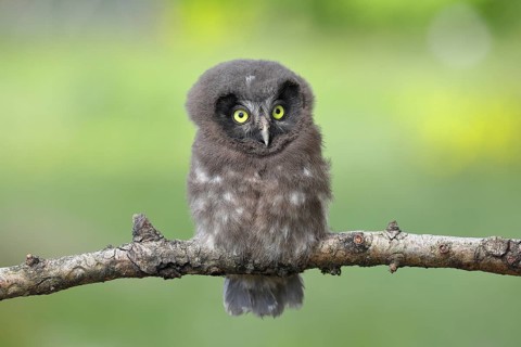 Tengmalm's Owl