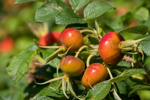 Rosehip of the rugosa rose