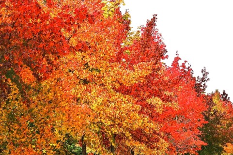 Magnificent amber trees