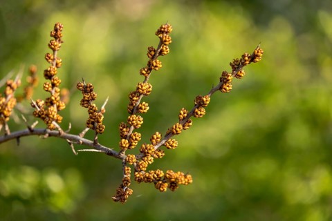 Common sea-buckthorn
